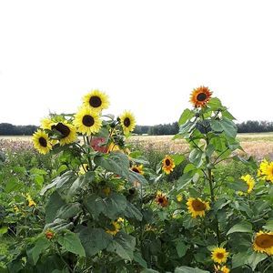 Meet your Posher, Rose